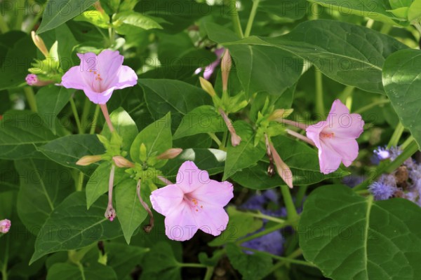 Mirabilis jalapa, blooming, flower, Ellerstadt, Germany