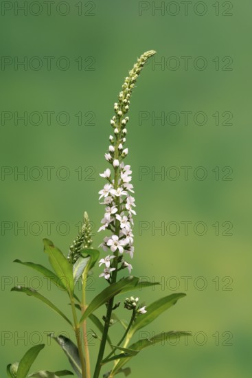 Snow field horsetail (Lysimachia clethroides), flower, flowering, Germany