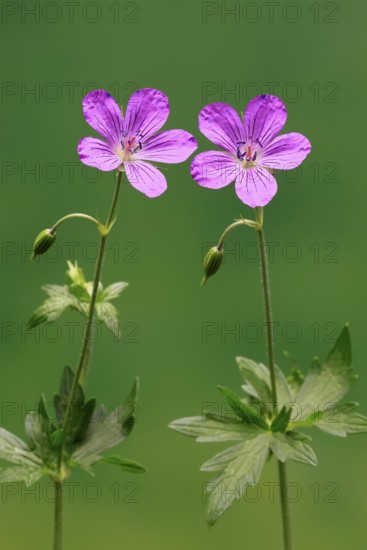 Cranesbill (Geranium cinereum), flowering, flowers, perennial plant, perennial, Ellerstadt, Germany