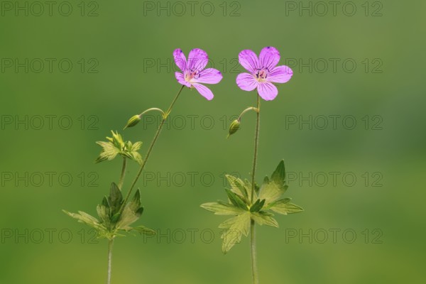 Cranesbill (Geranium cinereum), flowering, flowers, perennial plant, perennial, Ellerstadt, Germany