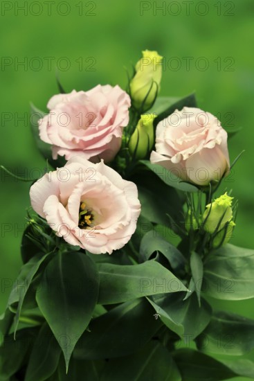 Prairie gentian, Lisianthius, Eustoma, flowering, Germany