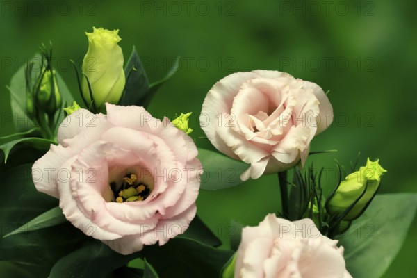 Prairie gentian, Lisianthius, Eustoma, flowering, Germany