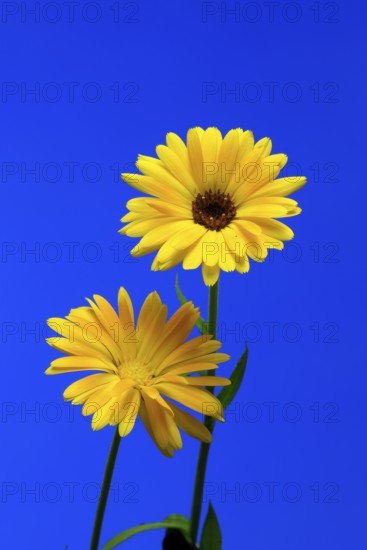 Marigold (Calendula officinalis), flower, flowering, medicinal plant, Ellerstadt, Germany