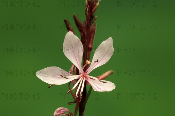 Evening primrose (Oenothera lindheimeri), flowering, flower, Ellerstadt, Germany