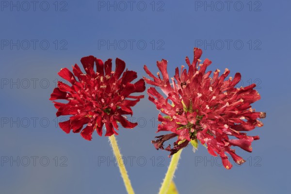 Macedonian widow flower (Knautia macedonica), flowering, Germany