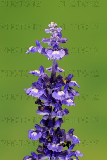 Mealycup sage (Salvia farinacea), flowering, flower, Ellerstadt, Germany