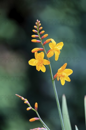 Montbretia (Crocosmia x crocosmiiflora), flowering, flower, Ellerstadt, Germany