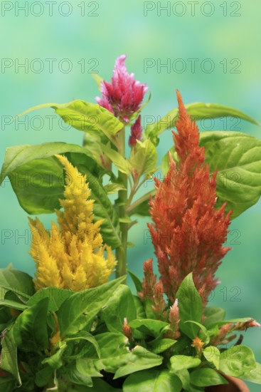 Cockscomb (Celosia argentea), feather bush, flowering, Germany