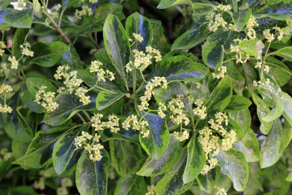 Euonymus japonicus (Euonymus japonicus), flowering, Germany