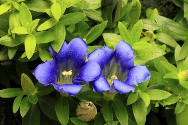 Koch's gentian (Gentiana acaulis), flowering, Germany