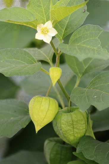 Lampion flower (Physalis alkekengi), flowering, fruit stand, Germany