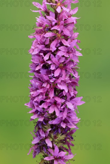 Purple loosestrife (Lythrum salicaria), flower, flowering, Germany