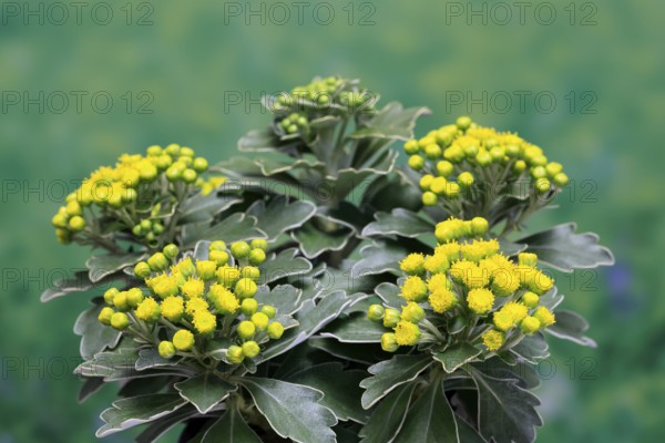 Gold-and-silver chrysanthemum (Chrysanthemum pacificum), flowering, Germany