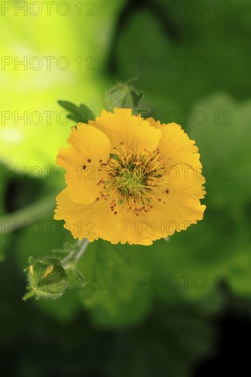 Yellow carnation root (Geum hybride), flowering, flower, Ellerstadt, Germany