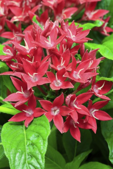 Pentas lanceolata, flowering, Germany