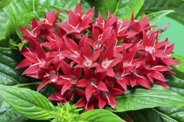 Pentas lanceolata, flowering, Germany