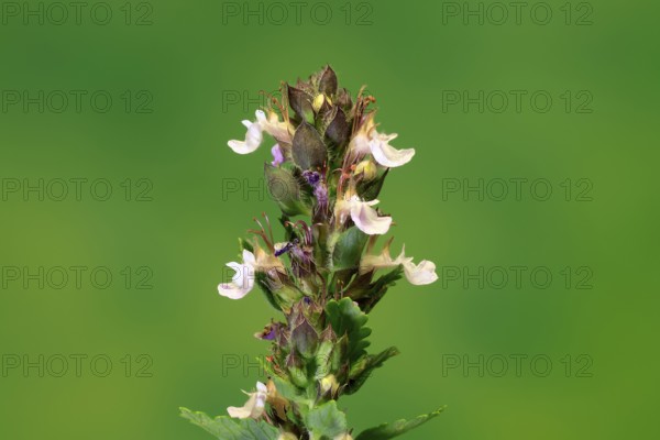Edel-Gamander (Teucrium chamaedrys), flowering, Germany