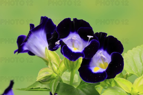 Fournier's torenia (Torenia fournieri), flowering, Germany