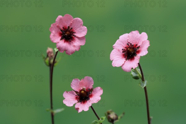 Dark crimson cinquefoil (Potentilla atrosanguinea), flowering, Germany