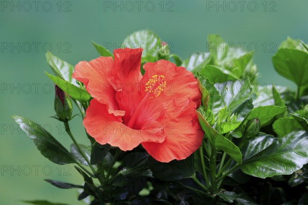 Chinese hibiscus (Hibiscus rosa-sinensis), flowering, Germany