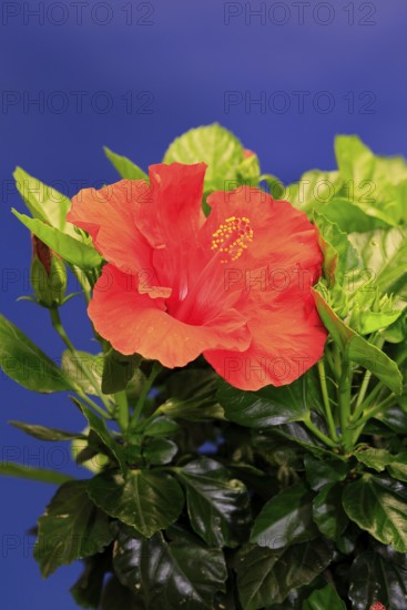 Chinese hibiscus (Hibiscus rosa-sinensis), flowering, Germany
