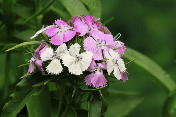 Bearded carnation (Dianthus barbatus), flowering, Germany