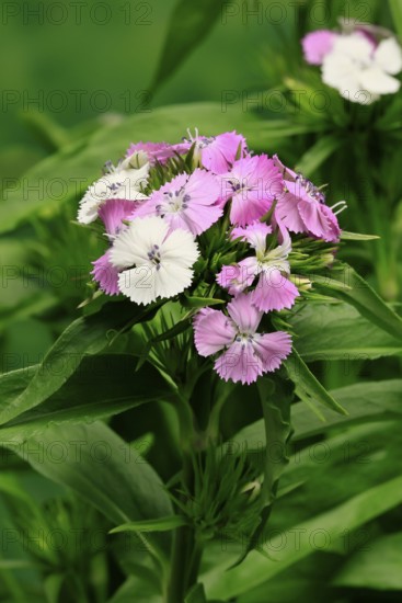 Bearded carnation (Dianthus barbatus), flowering, Germany