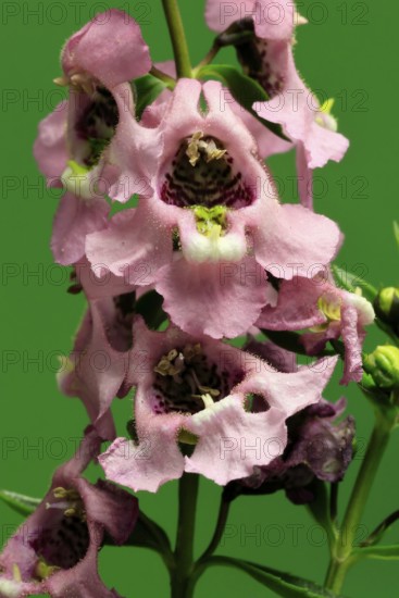 Angelonia (Angelonia angustifolia), flowering, Germany