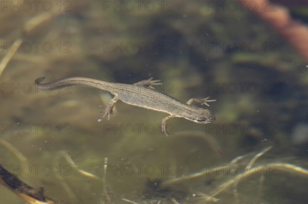 Smooth or Common newt (Lissotriton vulgaris) adult amphibian swimming in a pond, England, United Kingdom