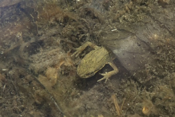 Smooth or Common newt (Lissotriton vulgaris) adult amphibian in a pond, England, United Kingdom