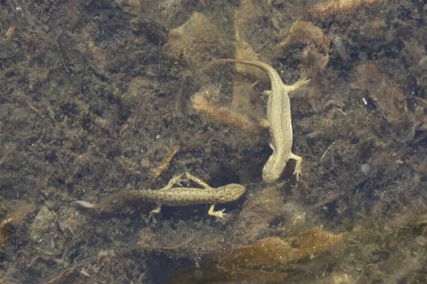 Smooth or Common newt (Lissotriton vulgaris) adult male and female amphibians in a pond, England, United Kingdom