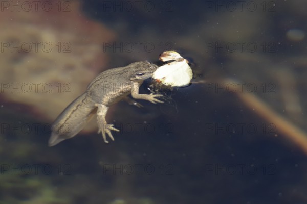 Smooth or Common newt (Lissotriton vulgaris) adult amphibian coming up to breath air on the water surface of a pond, England, United Kingdom