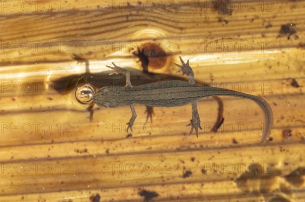 Smooth or Common newt (Lissotriton vulgaris) adult amphibian coming up to breath air from the water surface of a pond, England, United Kingdom