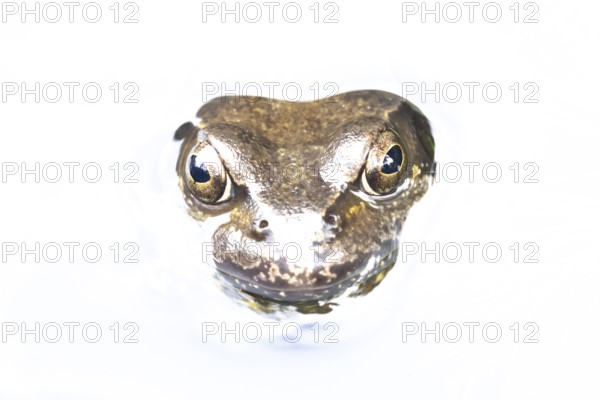 Common frog (Rana temporaria) adult amphibian in a garden pond, England, United Kingdom
