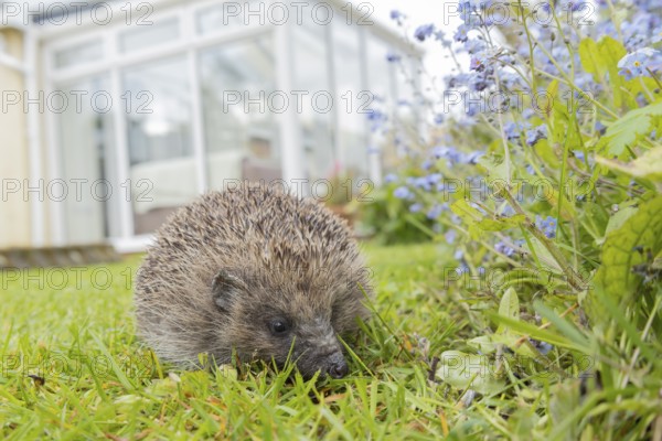 European hedgehog (Erinaceus europaeus) adult animal on a garden grass lawn with an urban house in the background, England, United Kingdom