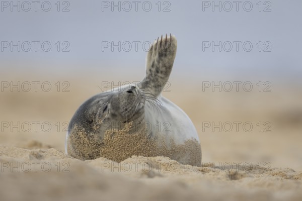 Grey seal (Halichoerus grypus) adult animal resting on a beach, Norfolk, England, United Kingdom