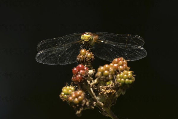 Common darter dragonfly (Sympetrum striolatum) adult insect resting on a blackberries in summer, England, United Kingdom
