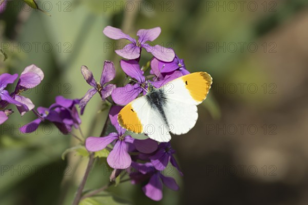 Orange tip butterfly (Anthocharis cardamines) adult male insect feeding on purple Honesty garden flowers in spring, England, United Kingdom