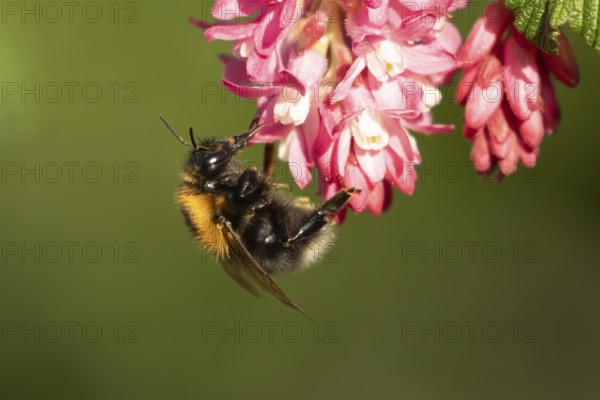 Buff tailed bumblebee (Bombus terrestris) adult bee insect feeding on Ribes King Edward VII flowering currant tree flowers in spring, England, United Kingdom