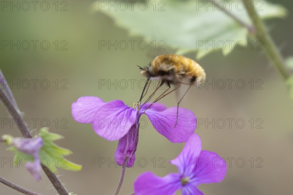 Bee fly (Bombylius major) adult insect feeding on Honesty flowers in spring, England, United Kingdom
