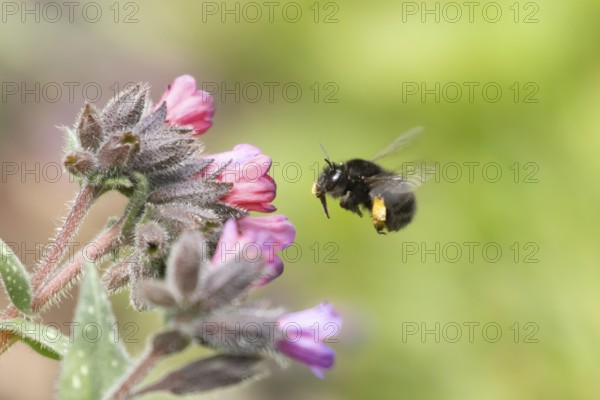 Ashy mining bee (Andrena cineraria) adult insect flying towards a garden flower in spring, England, United Kingdom