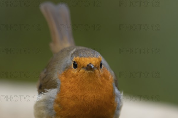 European robin (Erithacus rubecula) adult garden bird head portrait, England, United Kingdom