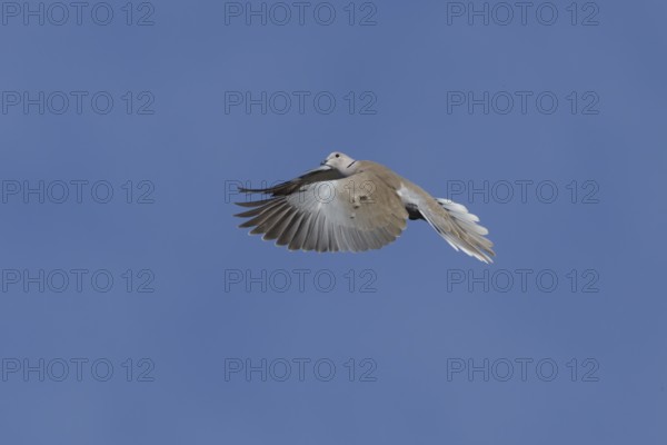 Collared dove (Streptopelia decaocto) adult bird in flight, England, United Kingdom
