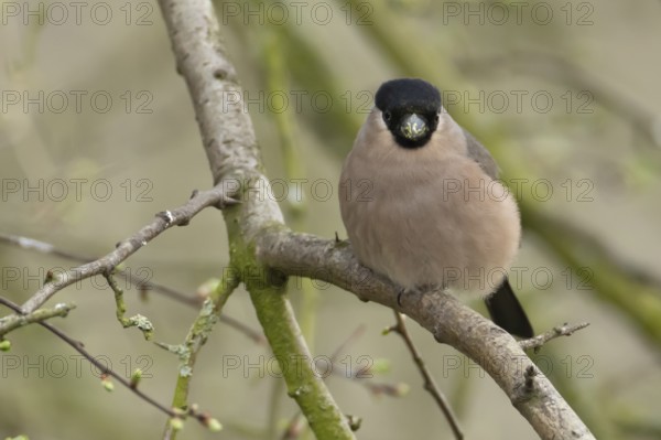 Eurasian bullfinch (Pyrrhula pyrrhula) adult female bird on a tree branch, England, United Kingdom