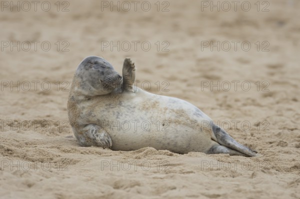 Grey seal (Halichoerus grypus) adult animal resting on a sandy beach, Norfolk, England, United Kingdom