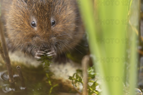 Water vole (Arvicola amphibius) adult animal eating pond weed in a lake, England, United Kingdom