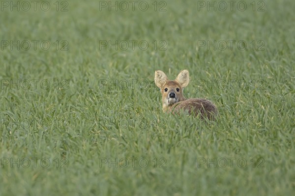 Chinese water deer (Hydropotes inermis) adult animal sitting in a farmland cereal field, England, United Kingdom