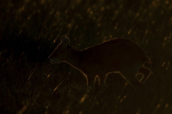 Chinese water deer (Hydropotes inermis) silhouette of an adult animal backlite in a fenland field at sunset, England, United Kingdom