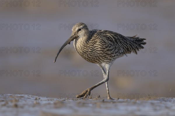 Eurasian curlew (Numenius arquata) adult wading bird walking on a mudflat, England, United Kingdom