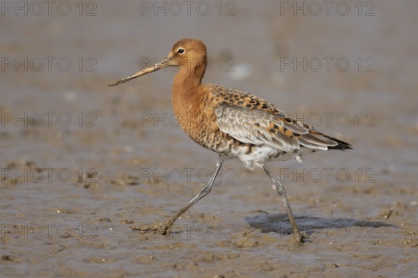 Black tailed godwit (Limosa limosa) adult male wading bird in summer plumage on a coastal mudflat, England, United Kingdom